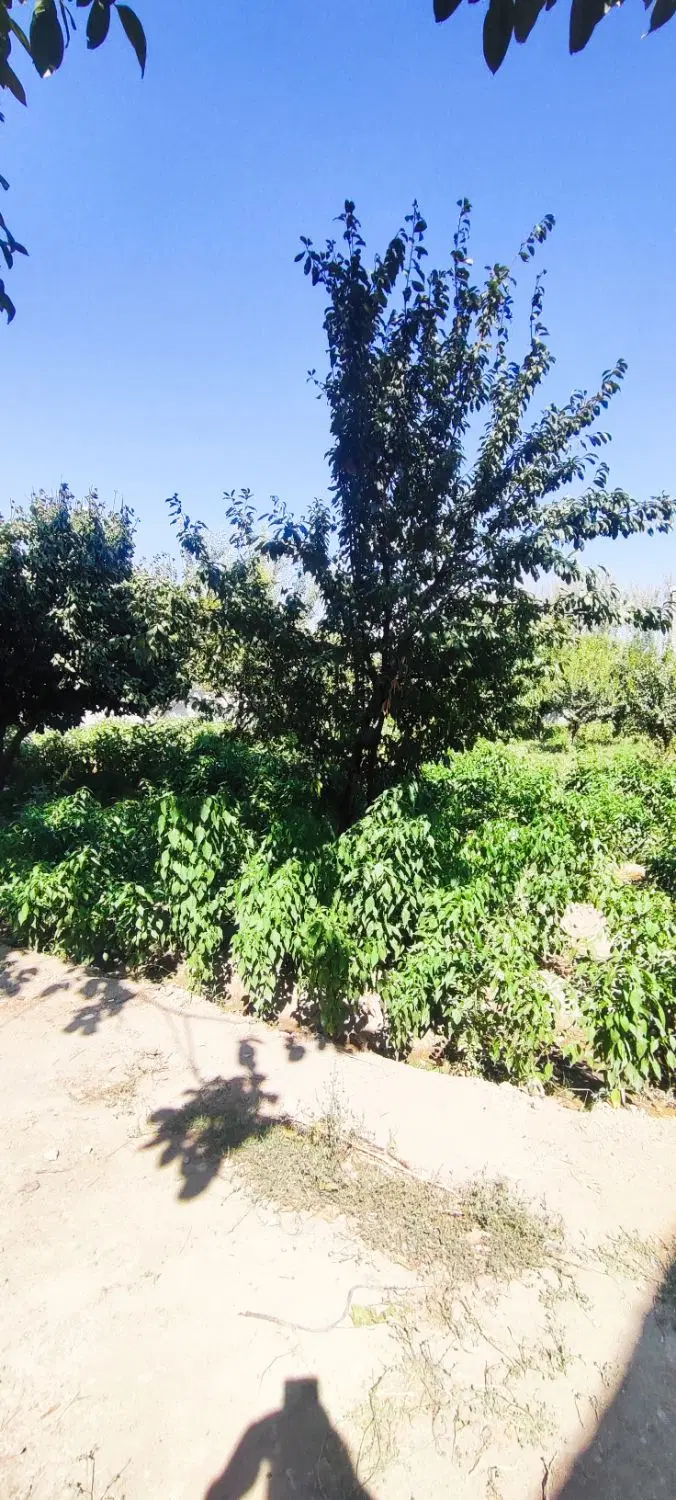 باغچه چهاردیواری 250 متری فردیس خوشنام