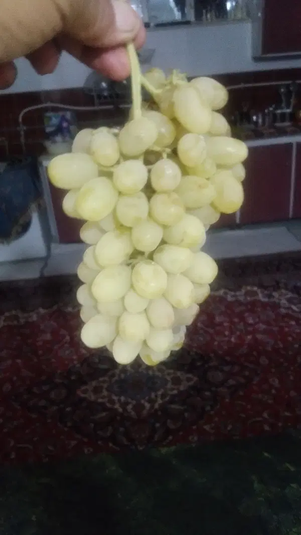 باغ شهری