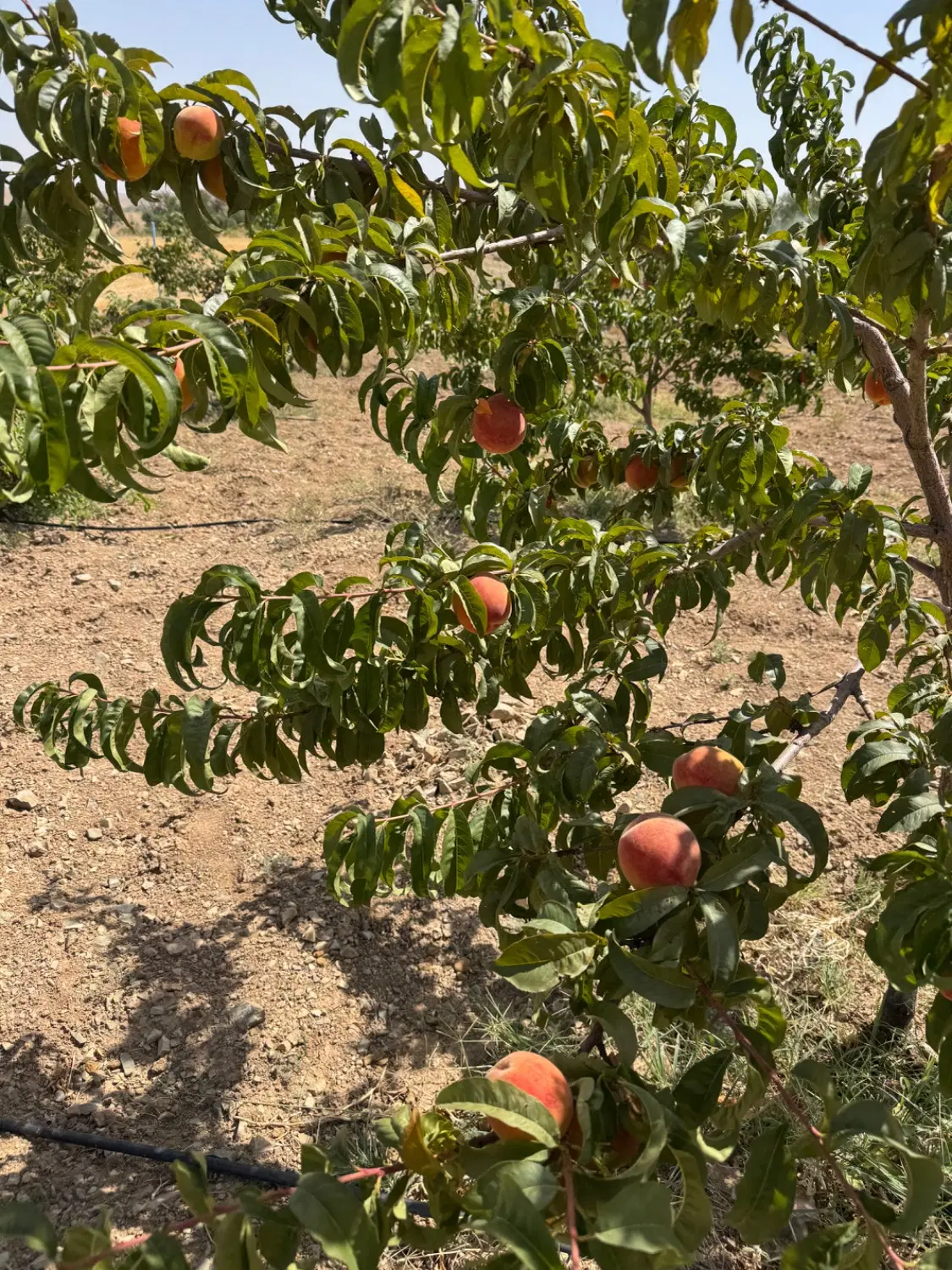 باغ ۱۰۰۰ متری