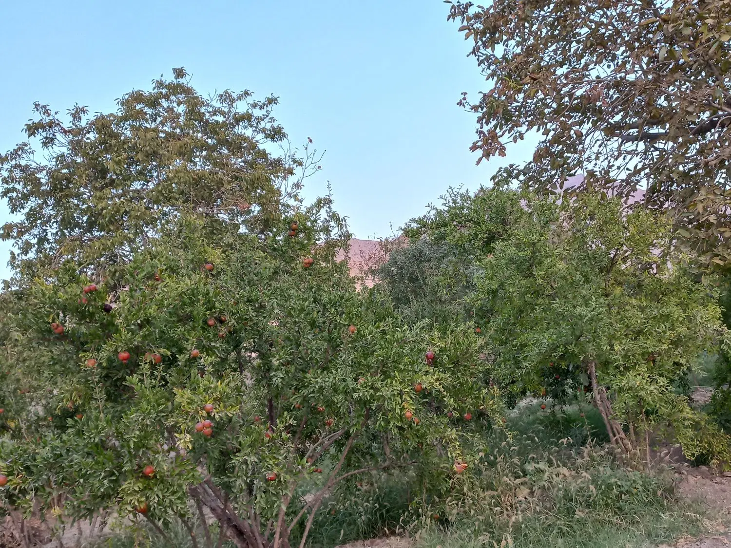فروش باغ انار در منطقه ی خوش آب و هوای فاروق