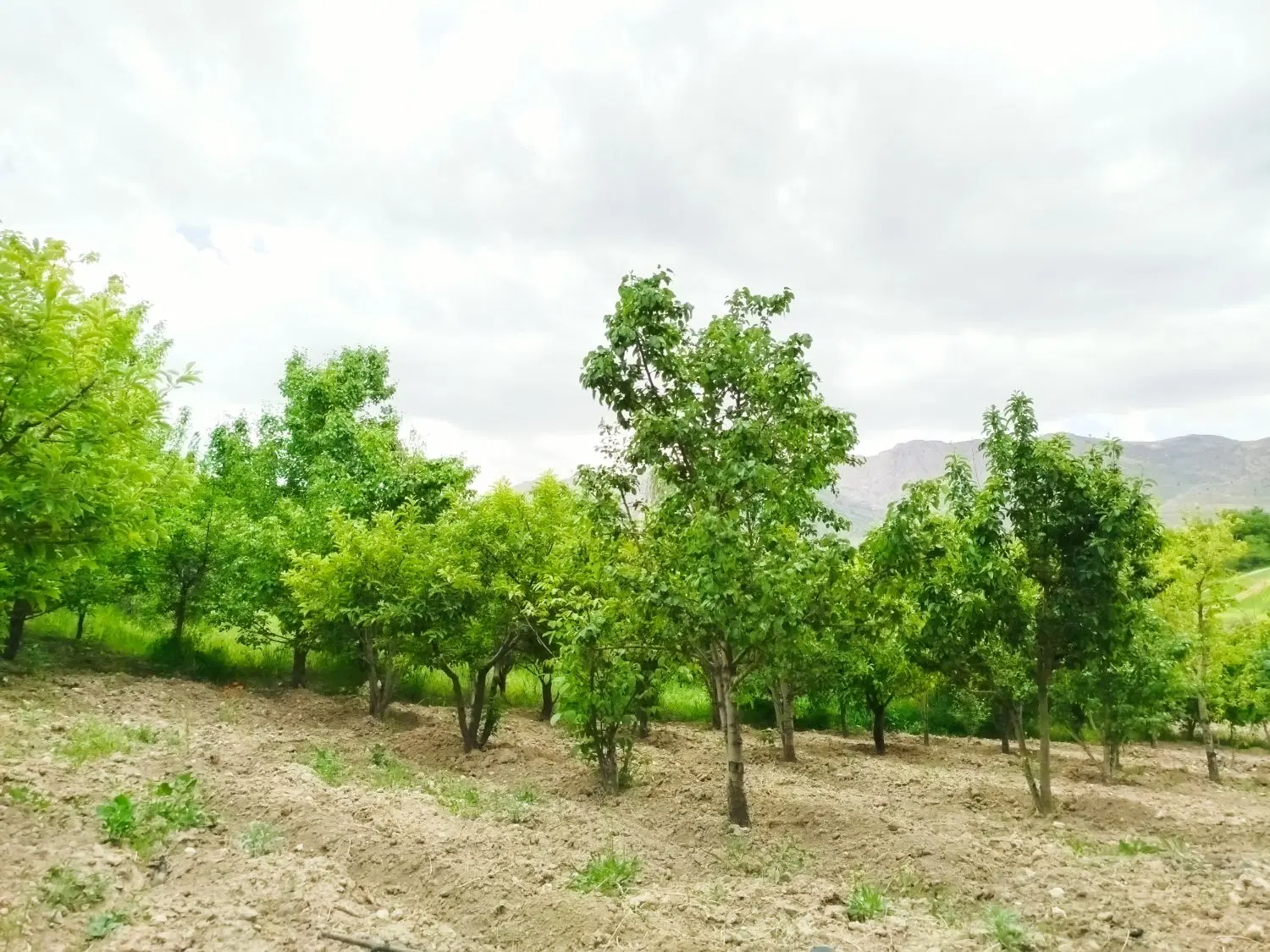 ۲۵۰۰متر باغ روستای گریوان
