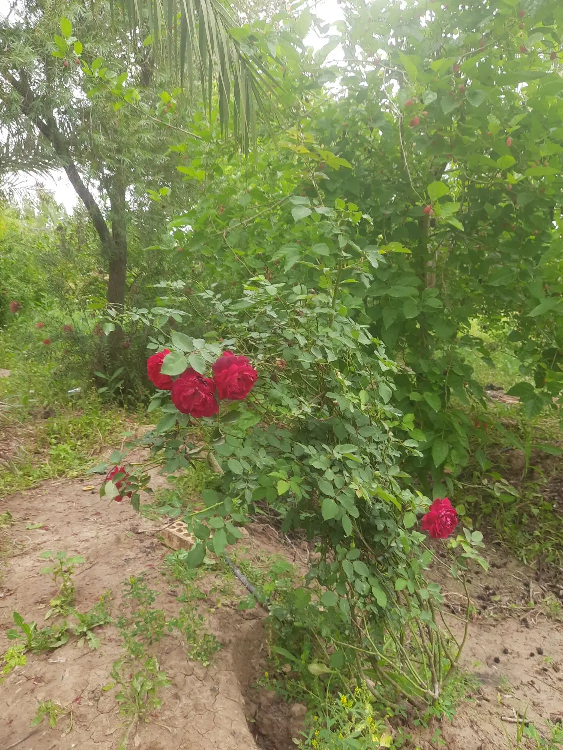 زمین باغ