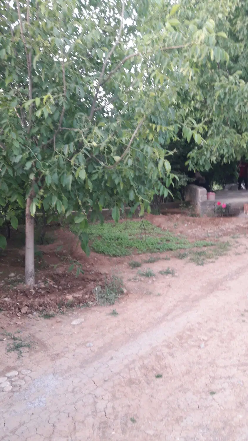 اجاره باغ برای رستوران و...