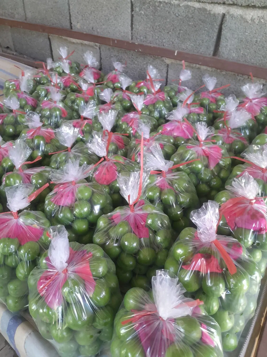 اجاره گر میوه باغ