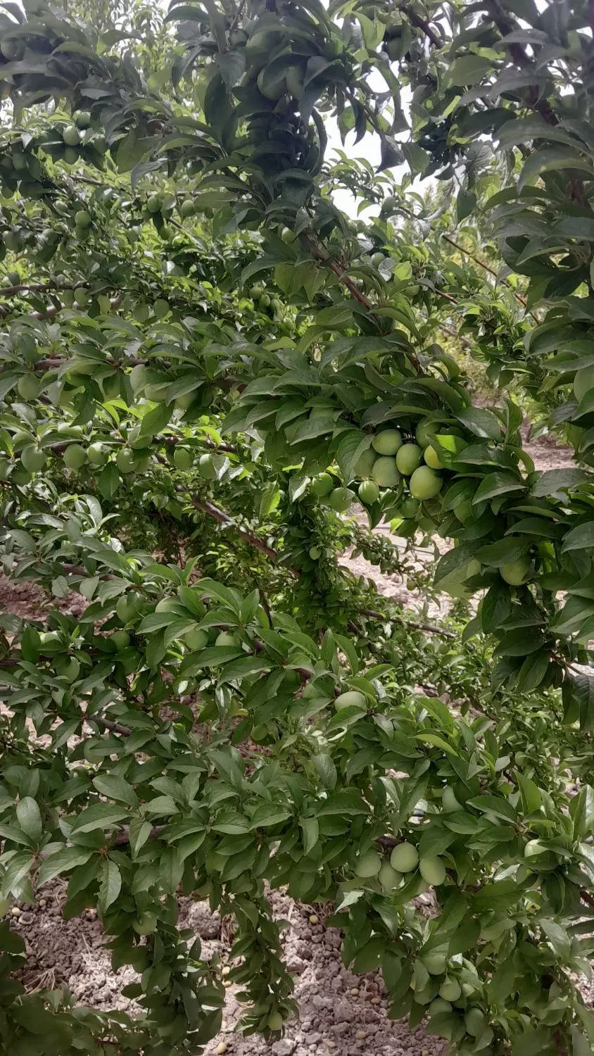 باغ فاروق