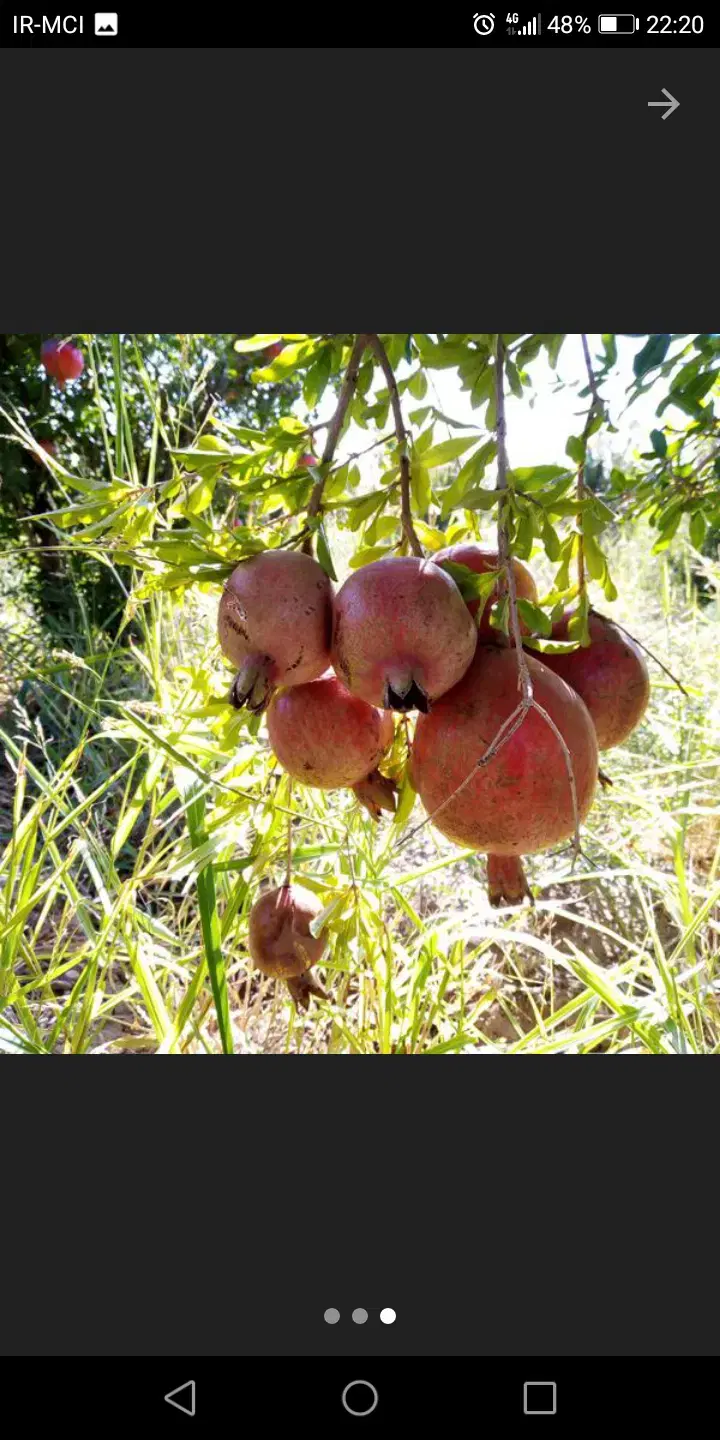 باغ انار 2 هکتاری