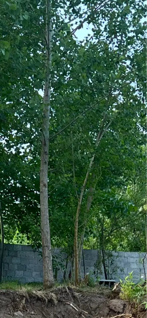 زمین کوچصفهان