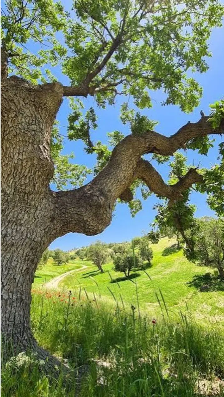 زمین باغ