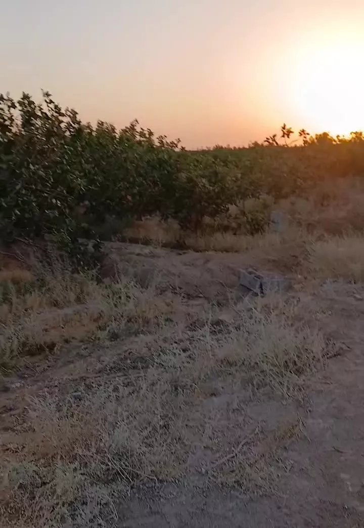 فروش باغ پسته وویلا