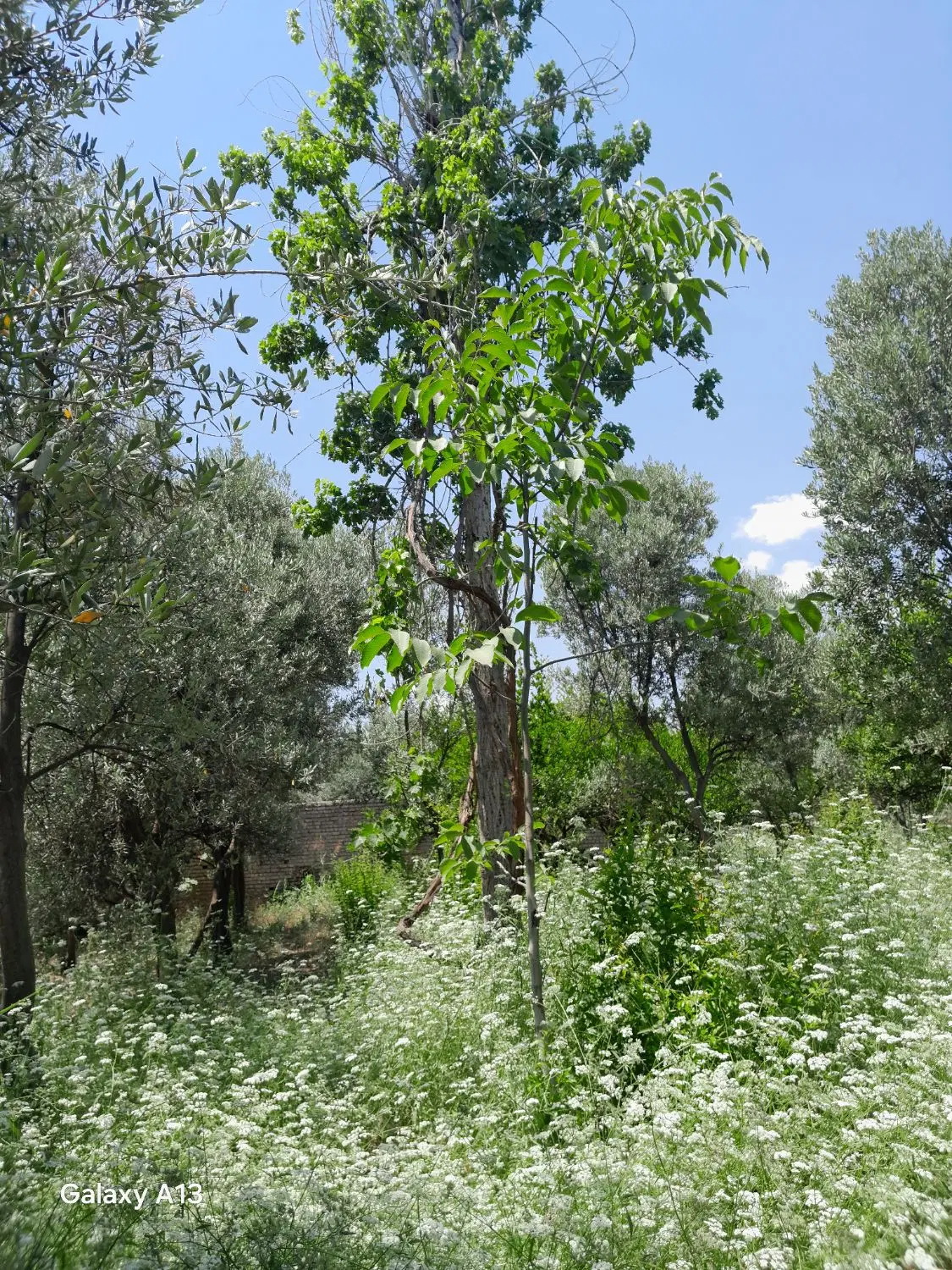 فروش باغچه