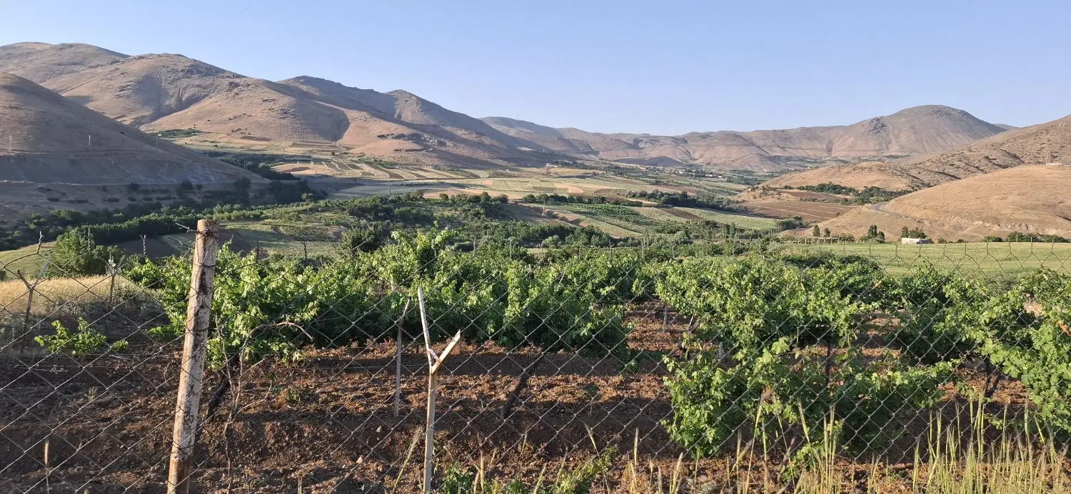 فروش باغ انگور شاهینی در روستای علی آباد