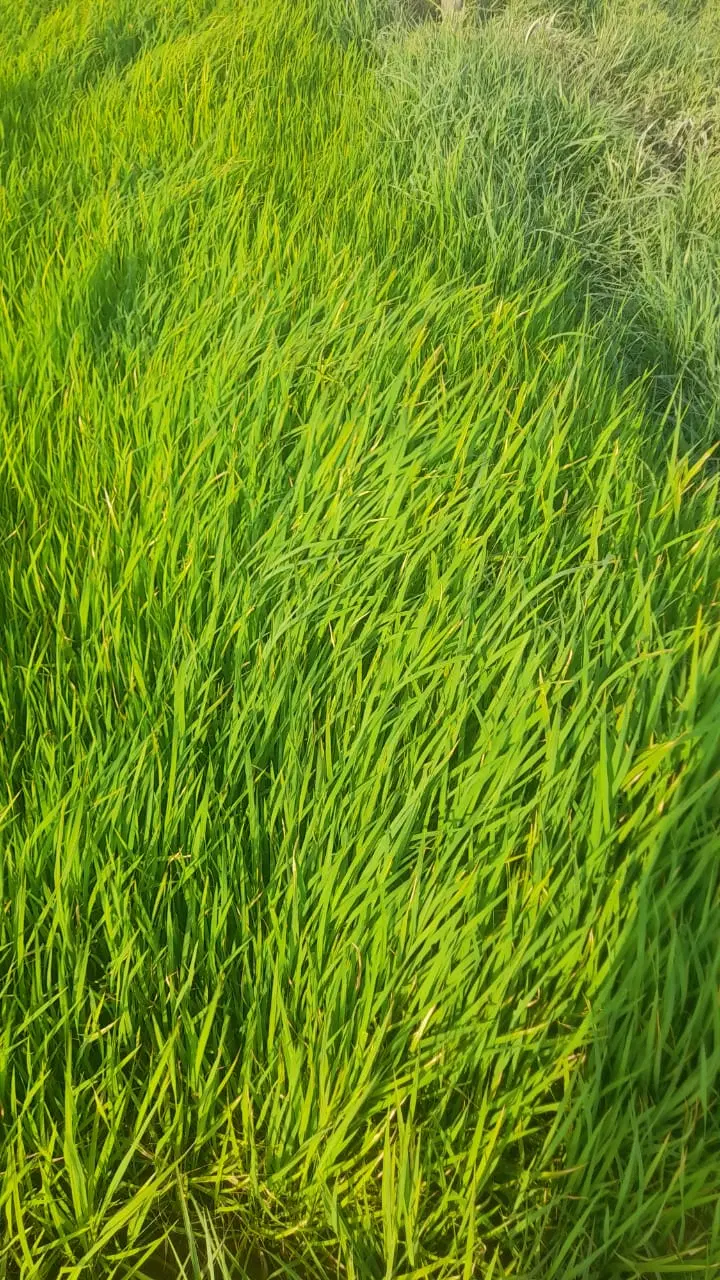 زمین برنجکاری