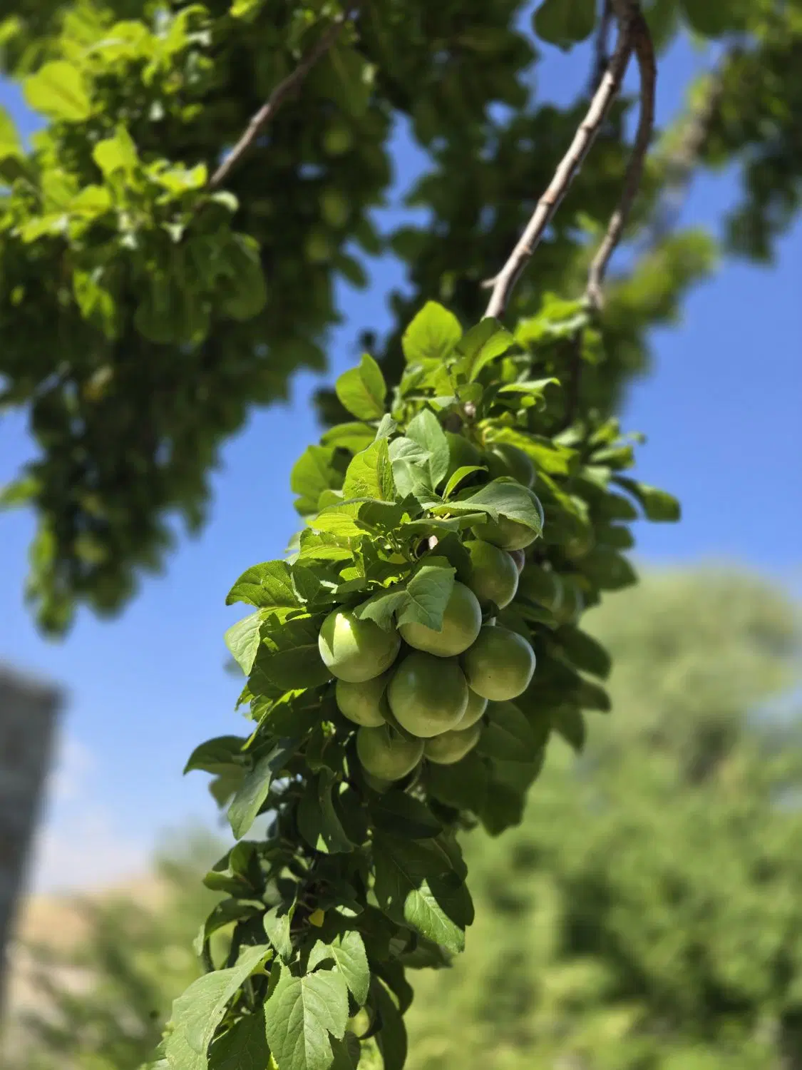 ۱۲۶۰ متر باغ قدیمی با درختان مثمر