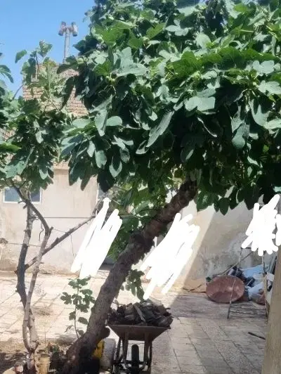 اجاره ای خانه دربست ۱۰۰ متری در برقعی