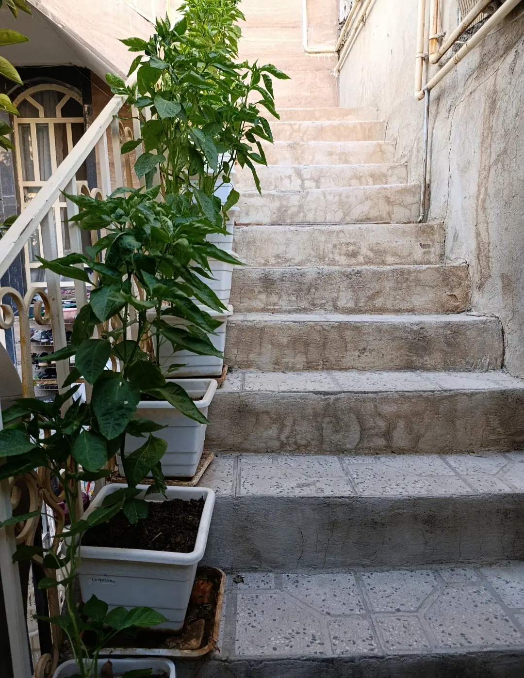 اجاره خونه تختی