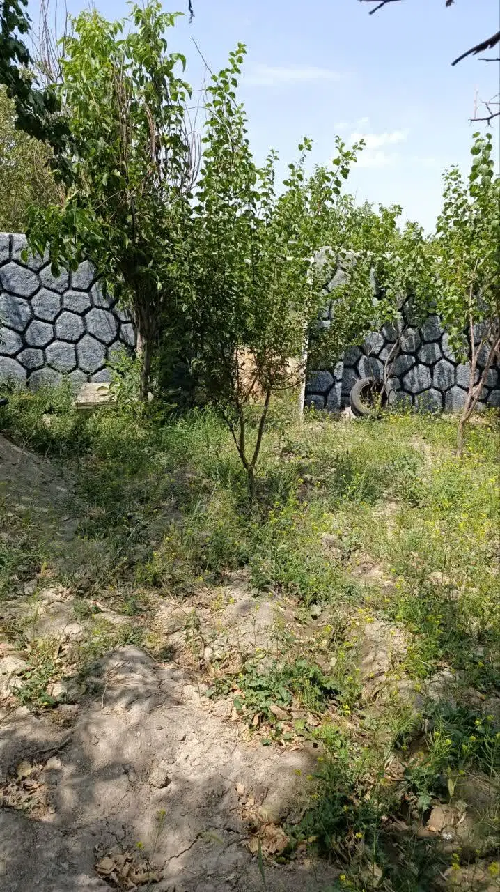 باغ انگور میوه تفریجان به سمت شهرک بهشتی