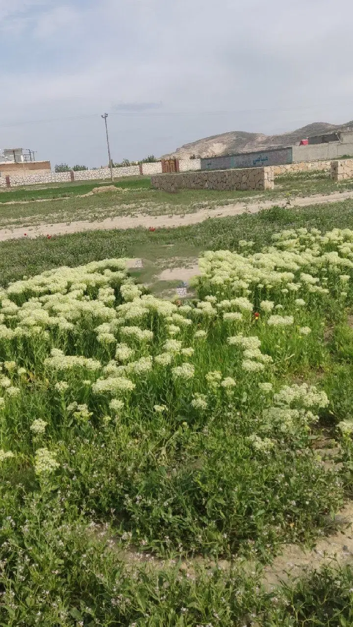 باغ