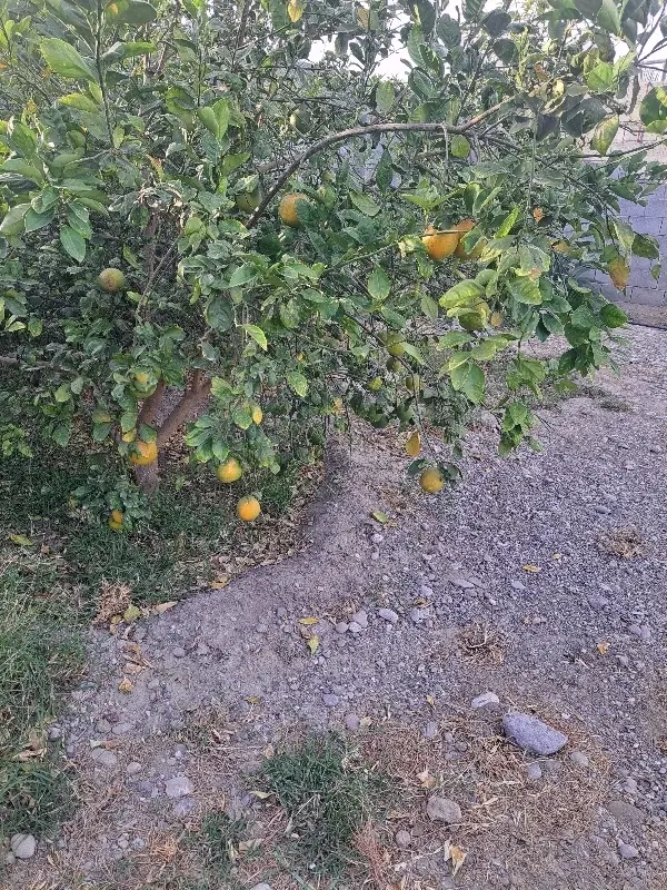 خانه باغ 4500هزار متر میناب