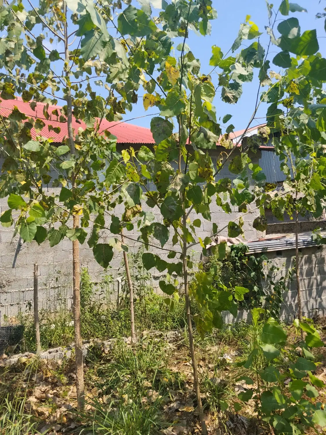 زمین باغی