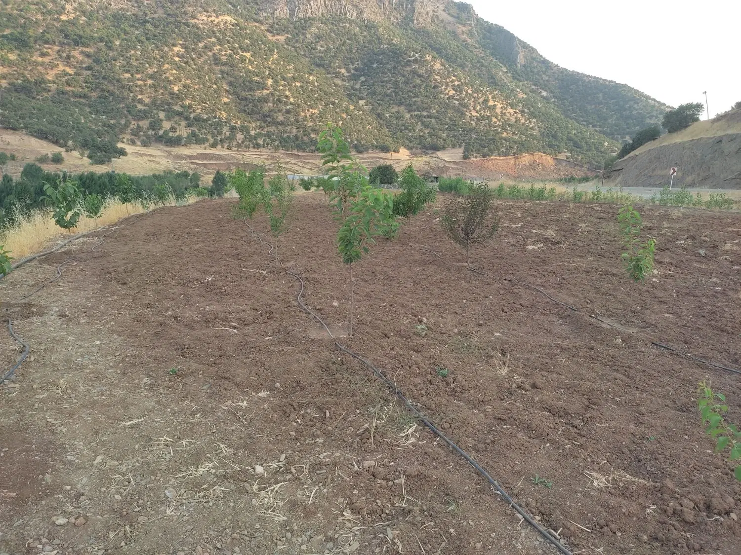 فروش باغ در روستای گماره لنگ