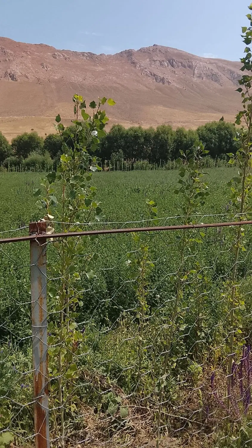 فروش باغ