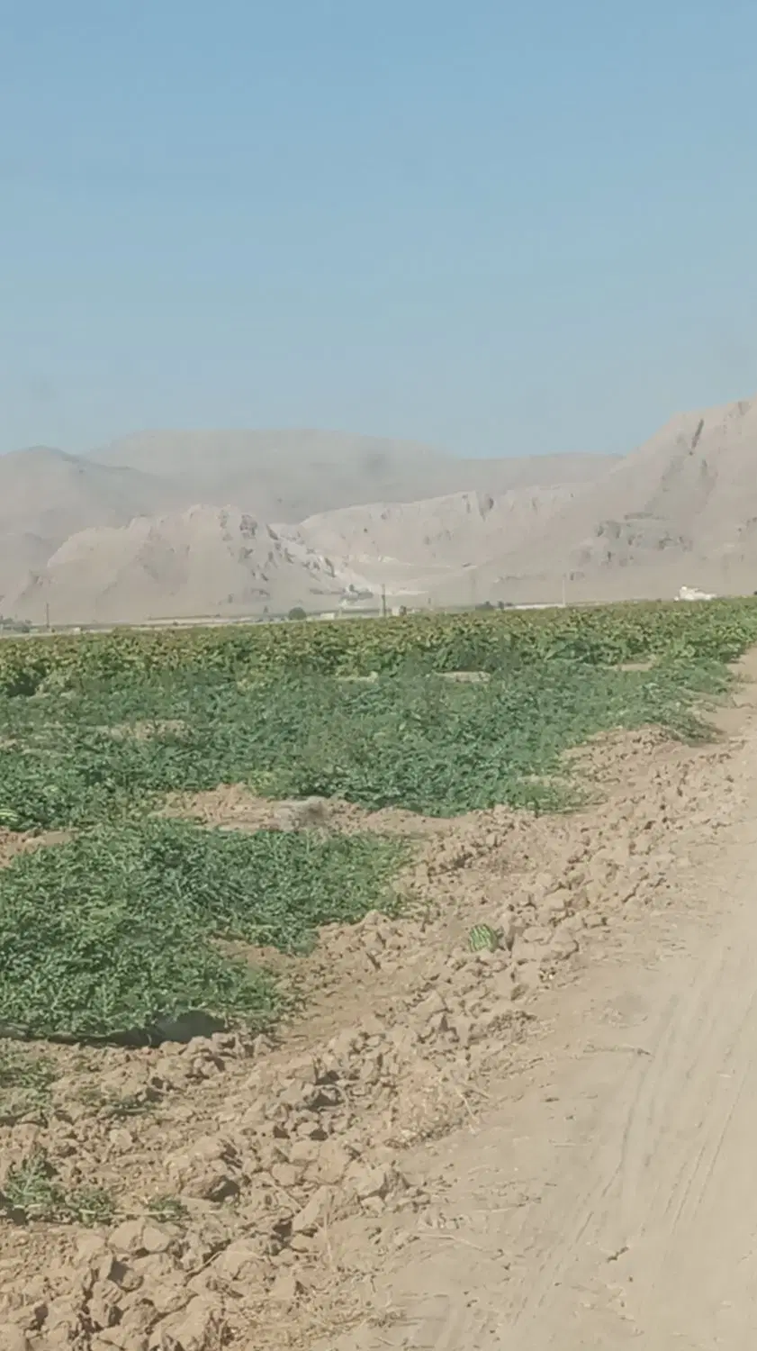 فروش 5هکتار زمین زراعی برقی