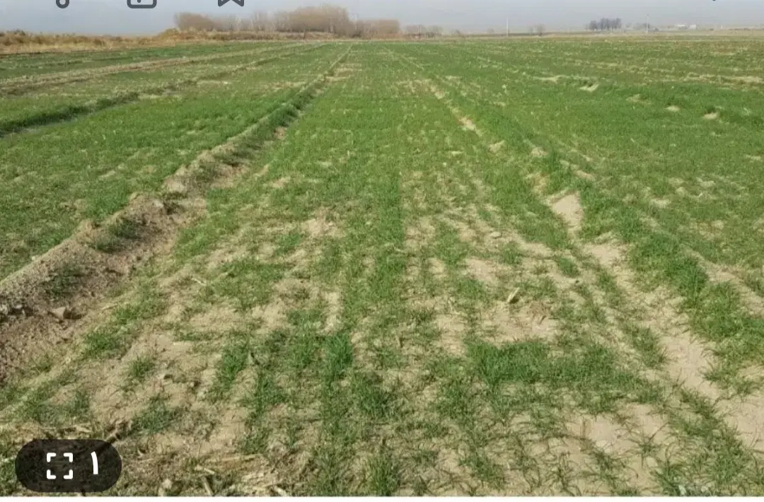 فروش ۸۰۰ متر زمین برنجکاری جدول غوره