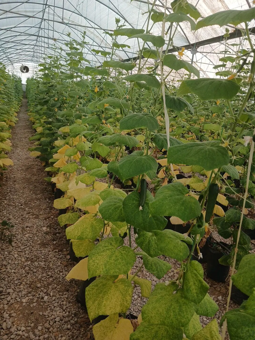 زمین دارای برق و گاز