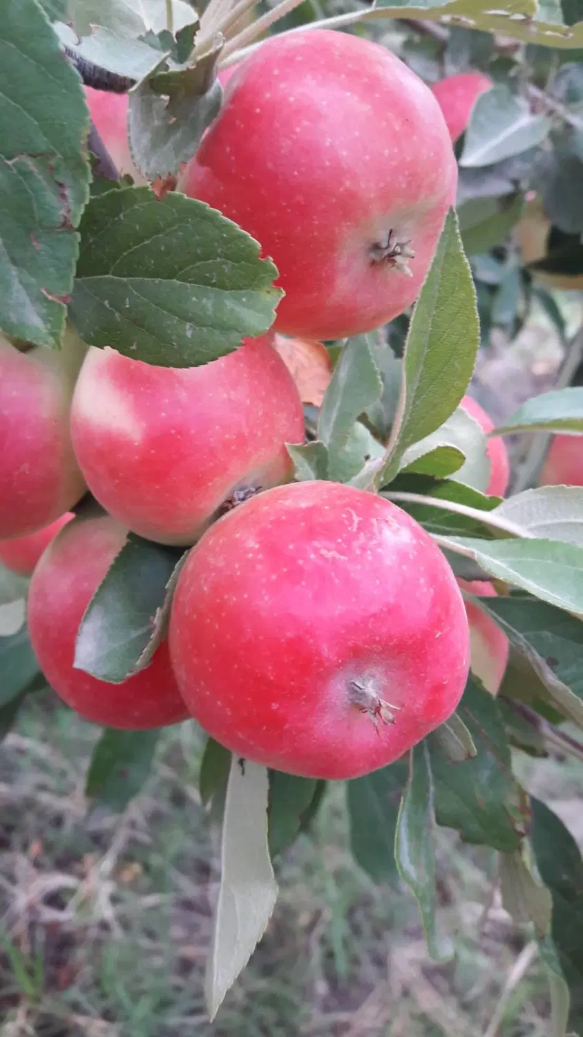 باغ با امکانات گاز برق اب