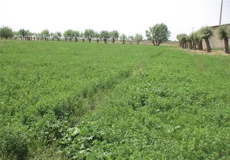 زمین علوفه یونجه