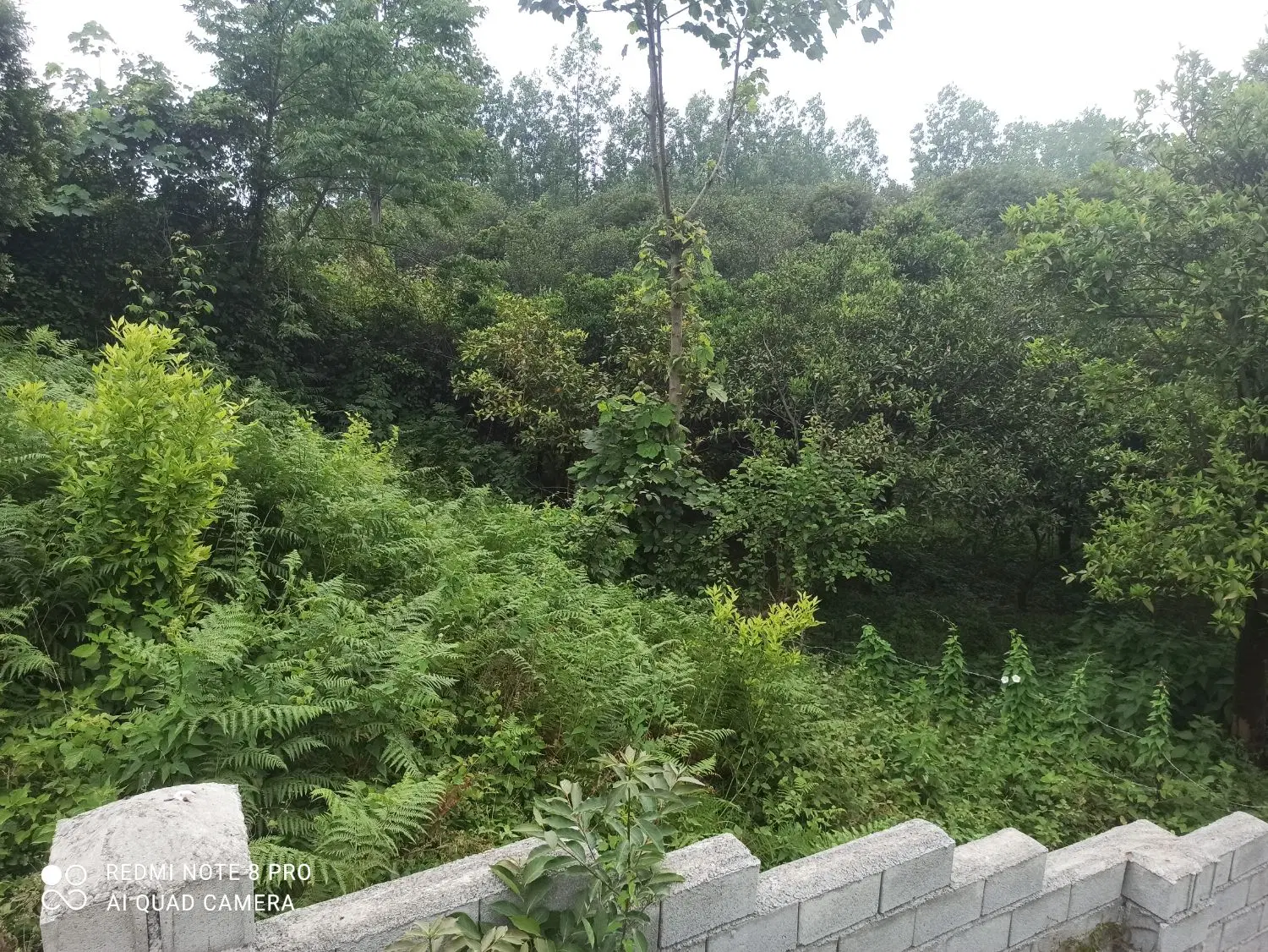 زمین مسکونی