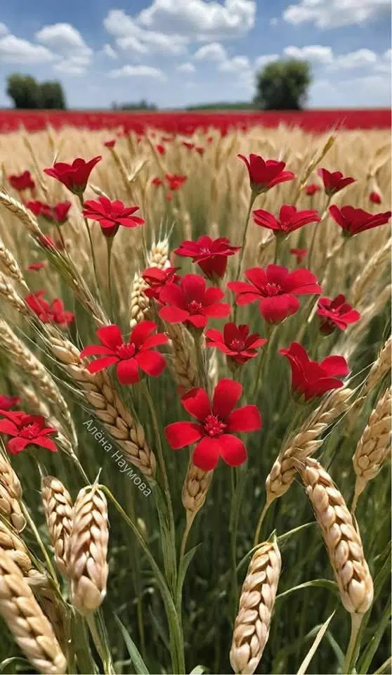 امتیاز زمین فرزند اوری