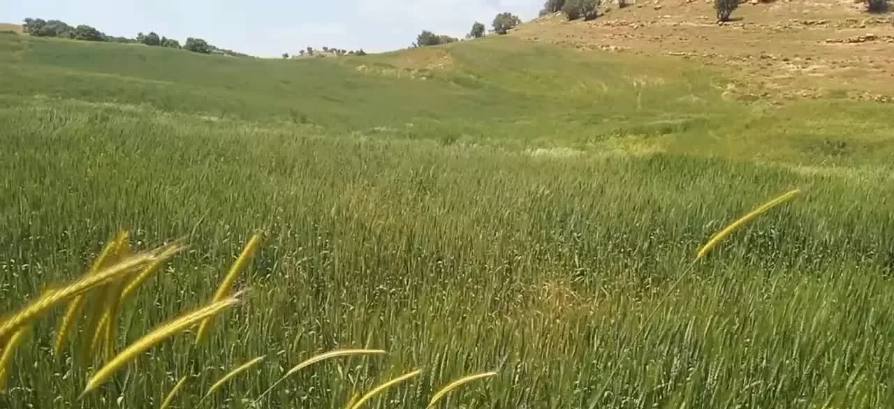 زمین کشاورزی