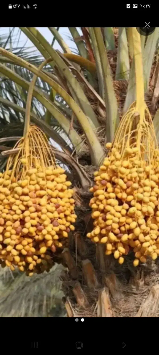 عنبراباد خانه گلنگی ۲۴۳ متر چهاراه امام گل شهر