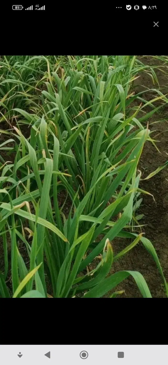 سیر1هکتار