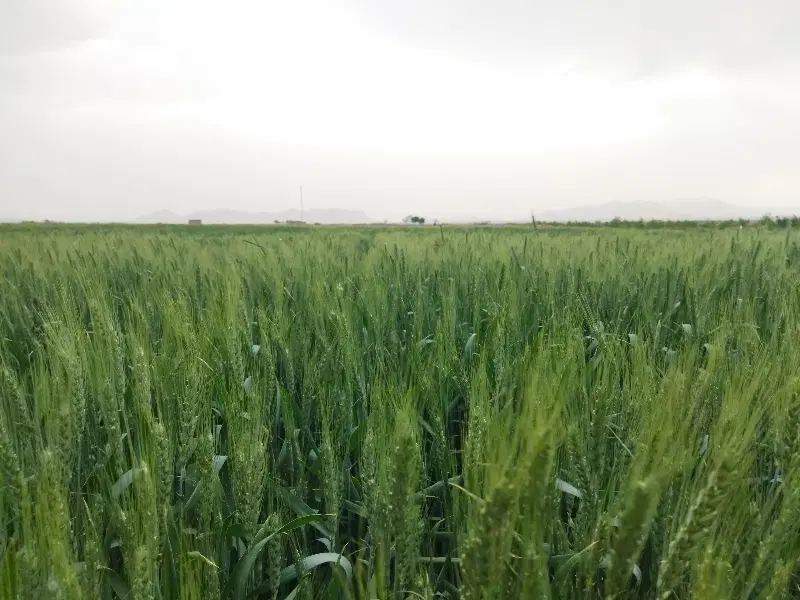 اجاره زمین کشاورزی