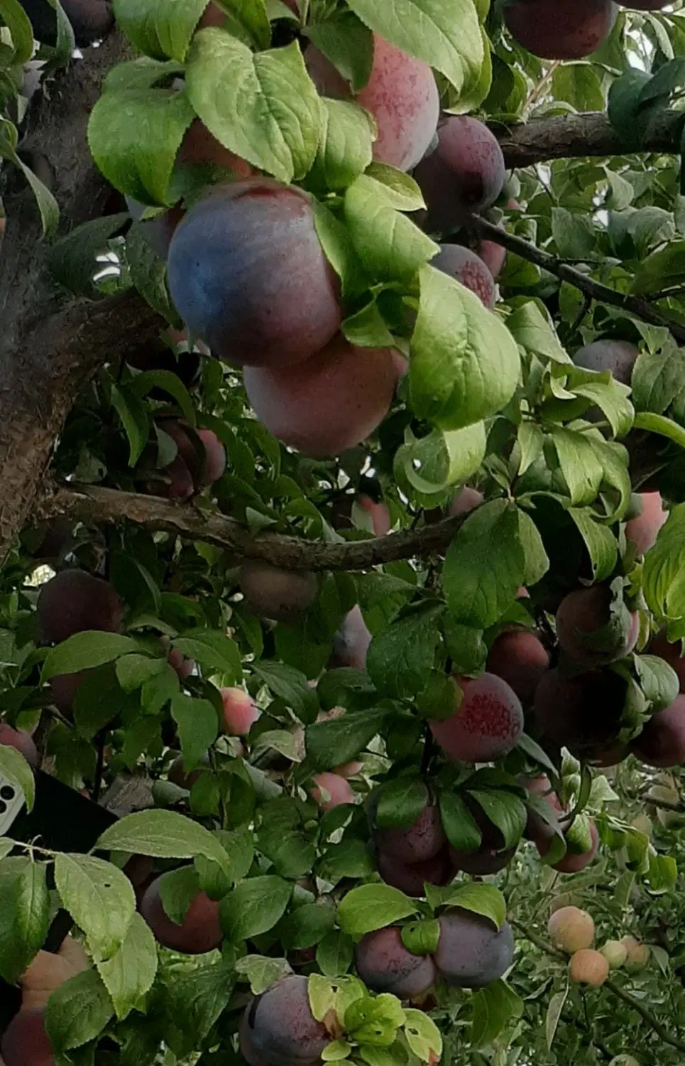 فروش باغچه سیب و میوه های الوان