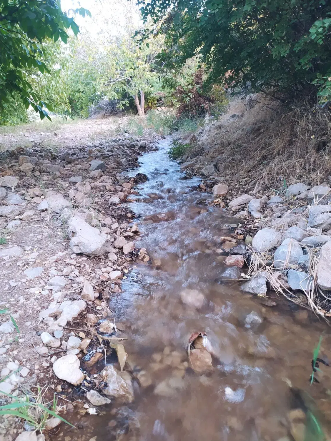 باغ مثمر8ساله