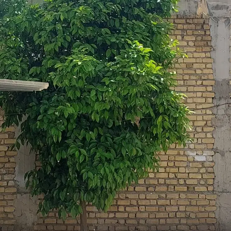 فروش زمین ۲نبش ق مناسب.۳۰۰متر