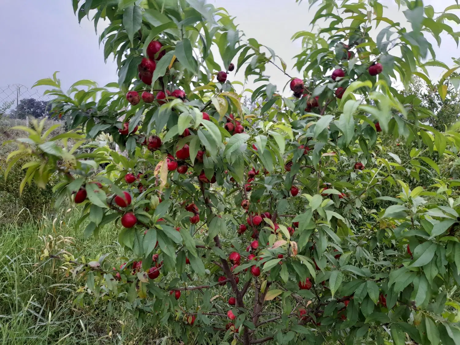 فروش باغ استثنایی