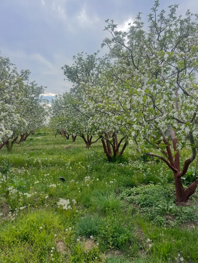 زمین۱۰۰۰متری دارای سند انشعاب اقساطی جابان دماوند
