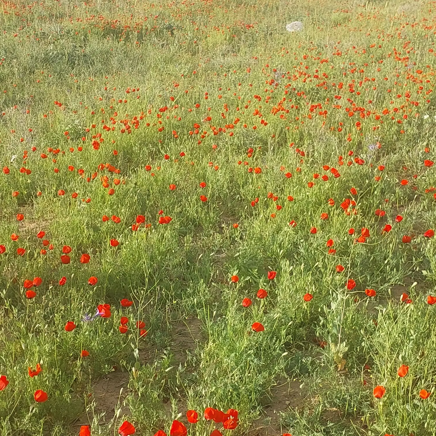 فروش چاه عمیق با مجوز صنعتی گلخانه