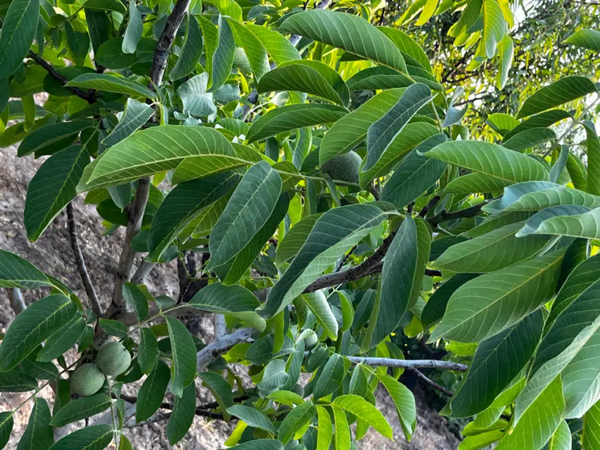 باغ شفیع اباد