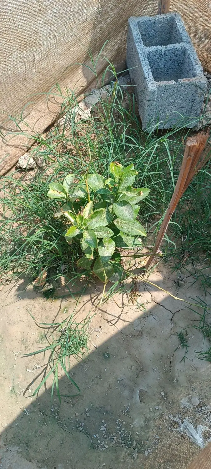 اجاره زمین کشاورزی سه هکتار نیم.