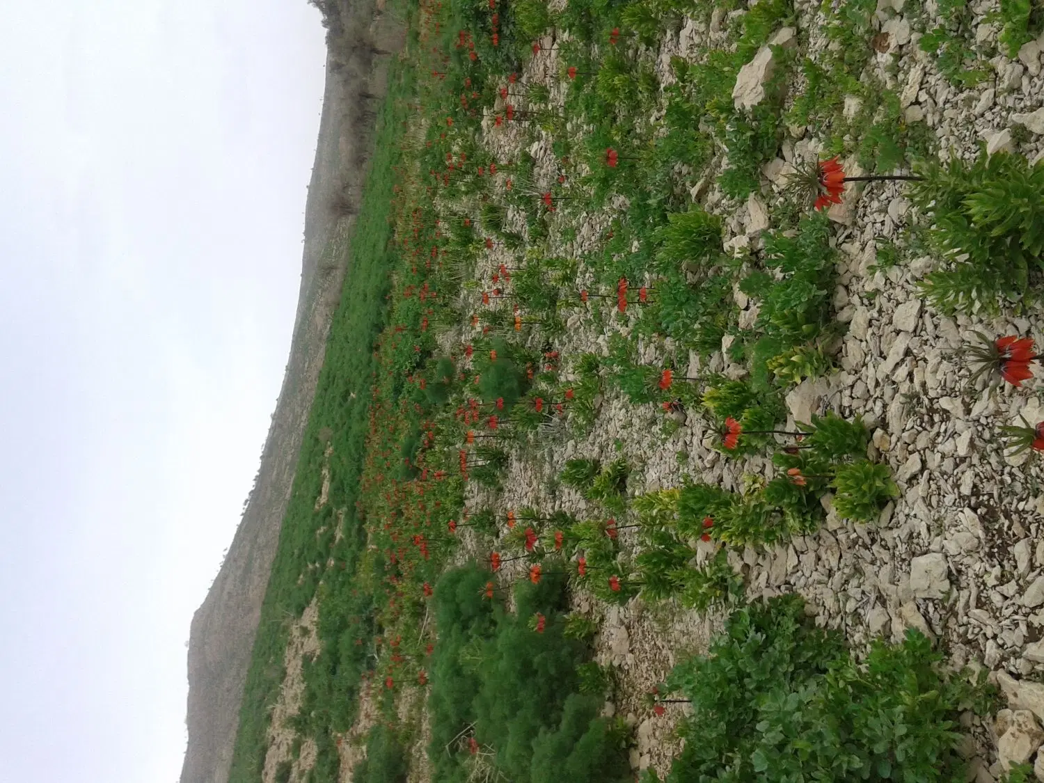 زمین مسکونی سروک معلم 3