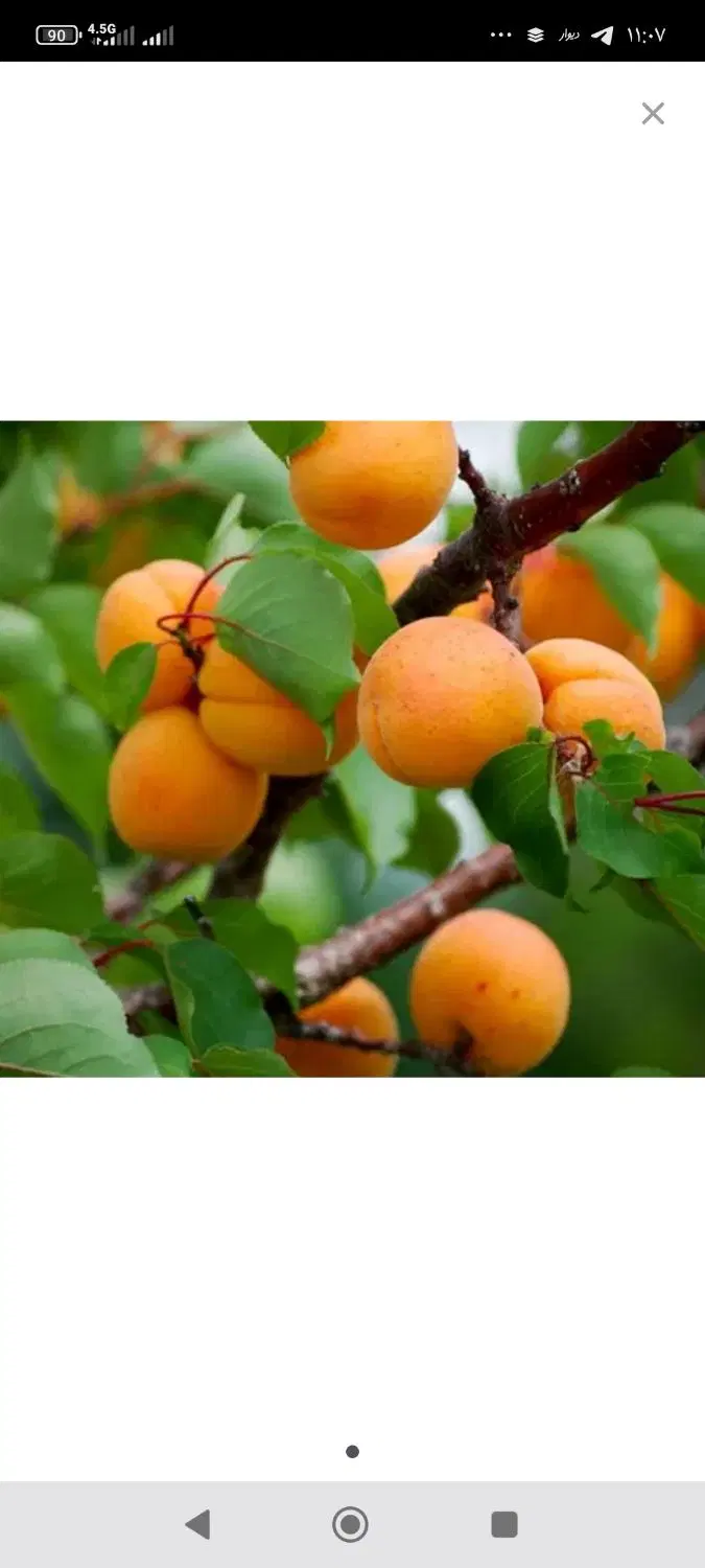 باغ الوند پشت فلکه قدس