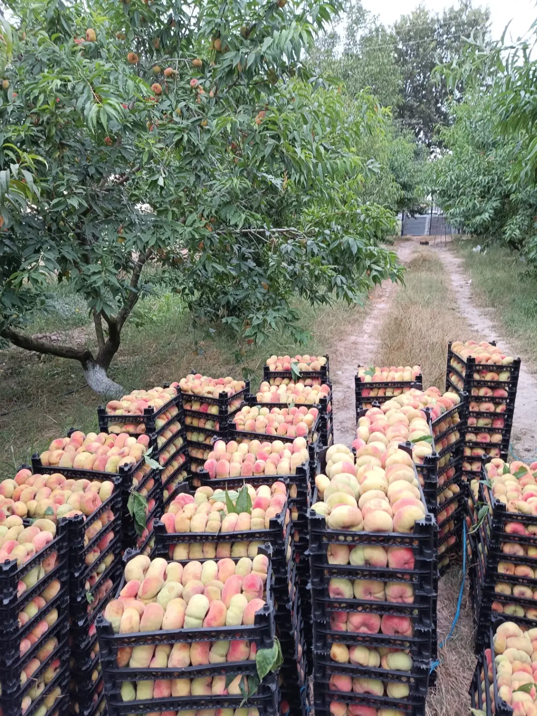 باغ هلو و آلو بر جاده بین المللی گرگان  کردکوی