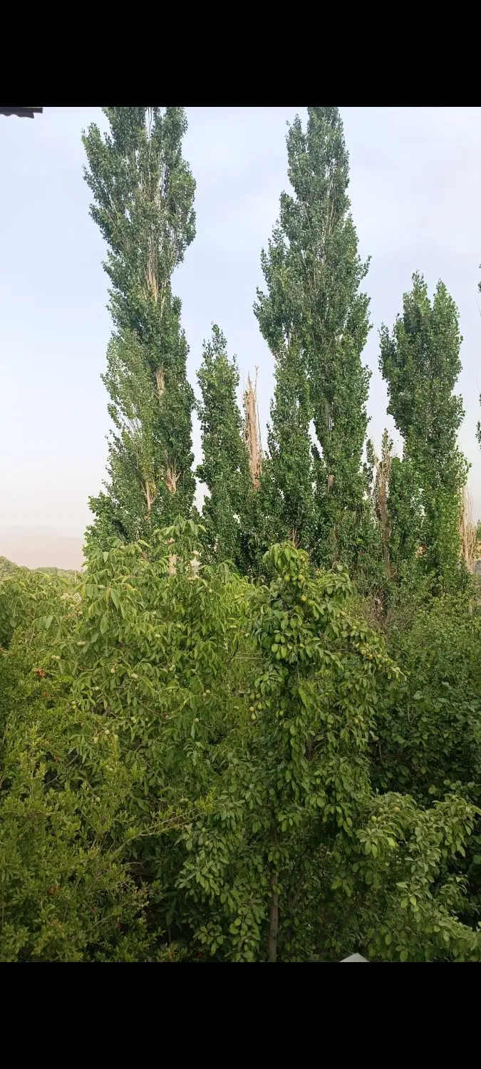 زمین کوهپایه انارستان