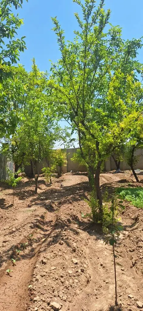 باغ پر از درخت میوه