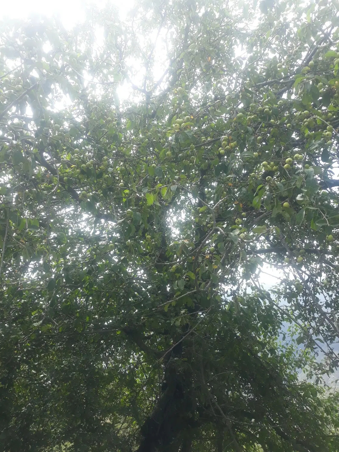 فروش زمین باغی